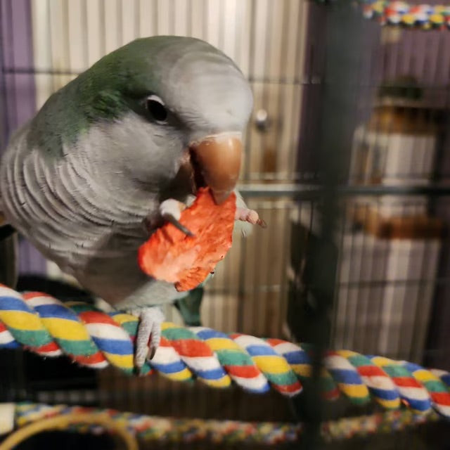 Dinner Bowl: Medium and Large size Parrots. Treats for Birds and Parrots