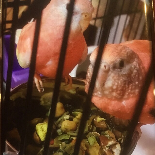 Dinner Bowl: Medium and Large size Parrots. Treats for Birds and Parrots