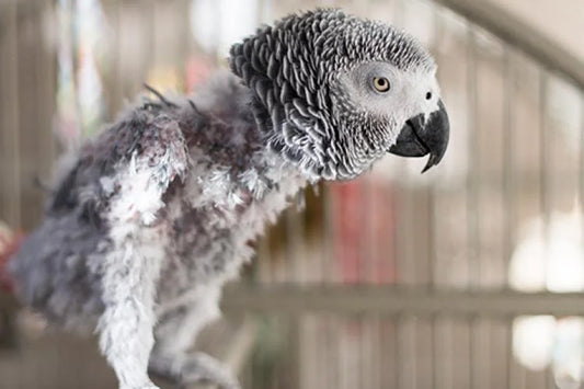 Is your bird Plucking?