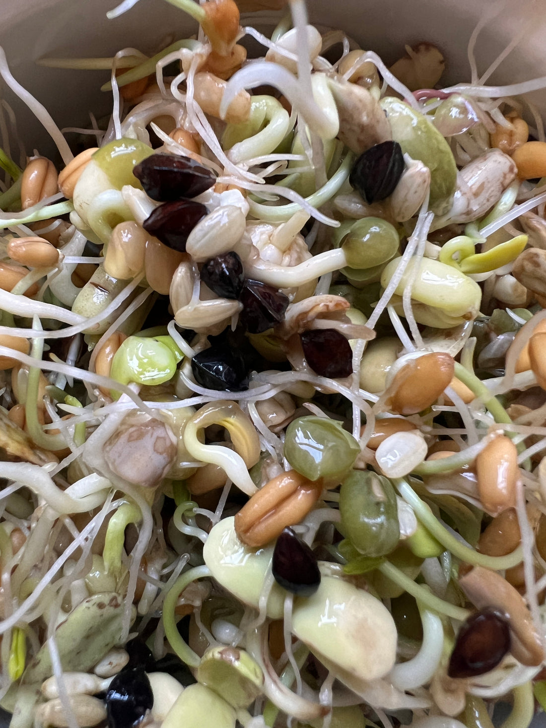 Importance of Sprouting for your Birds/Parrots