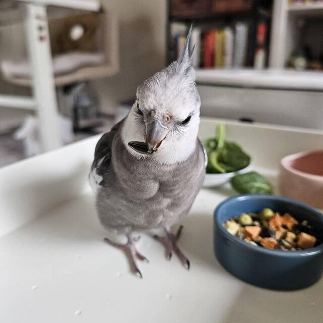How to Transition Your Bird to a Healthier Diet Without Stress