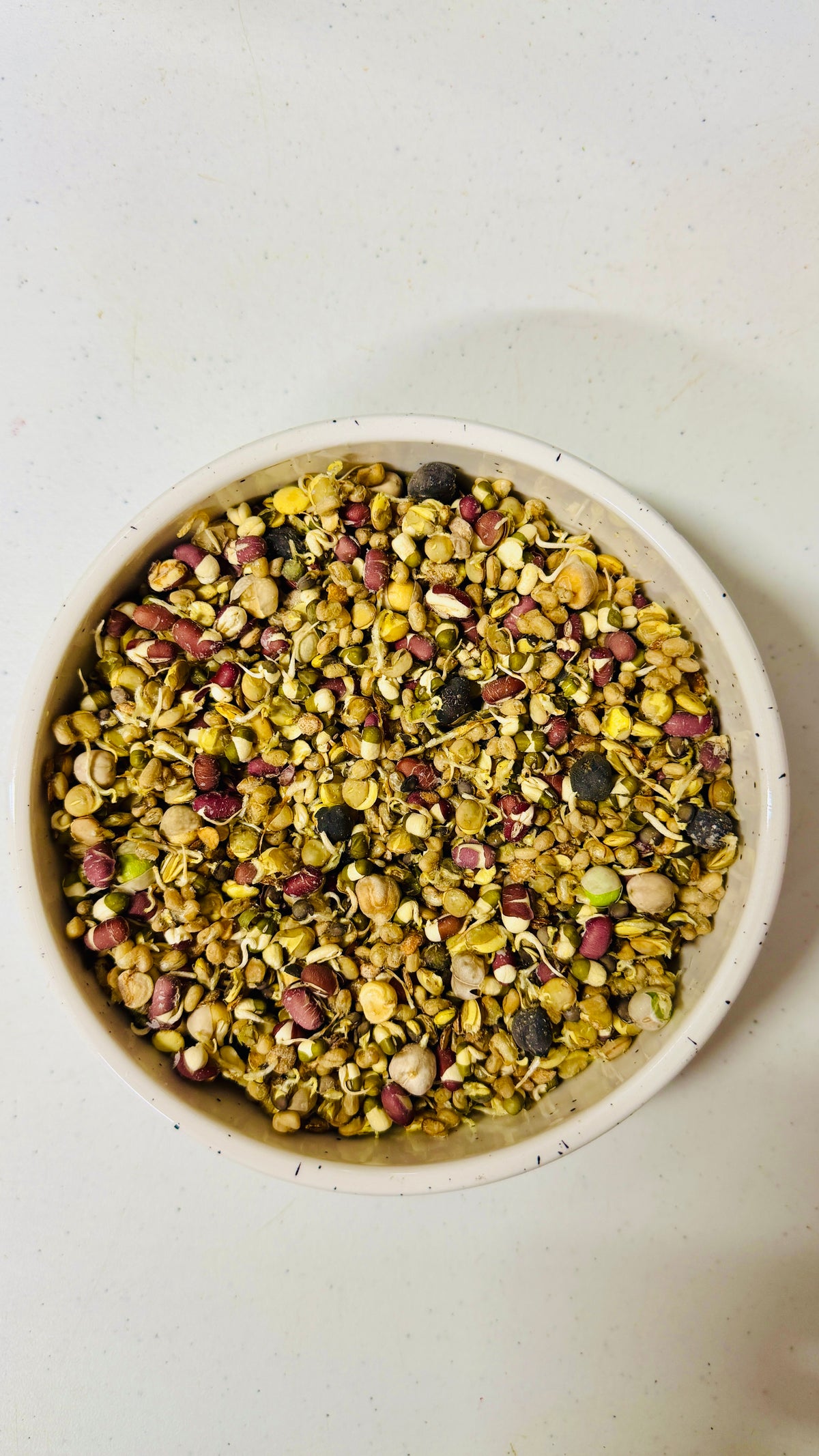 Organic Freeze-Dried Sprouted/Soaked Sprouts for All Birds