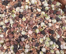 Organic Freeze-Dried Sprouted/Soaked Sprouts for All Birds