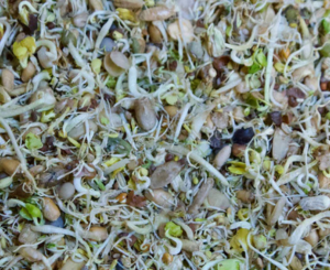 Freeze Dry Ready to eat Sprouted / Soaked Sprouts for Birds and Parrots