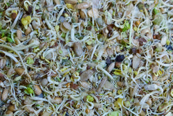 Different Sprouts. Sprouted Legumes. Sprouted Beans. Sprouted Seeds. Freeze Dry Sprouts for Birds and Parrots. Soaked and Sprouted. Treats for Parrots