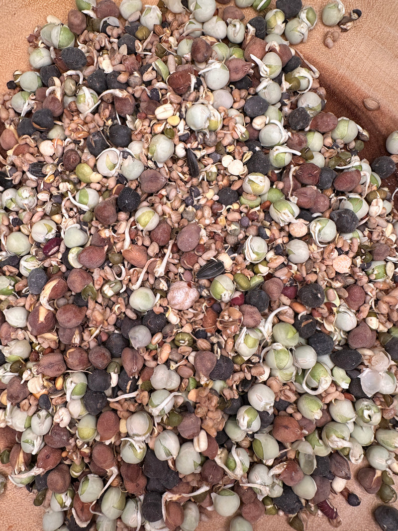 Freeze Dry Ready to eat Sprouted / Soaked Sprouts for Birds and Parrots
