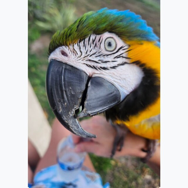 Dinner Bowl: Medium and Large size Parrots. Treats for Birds and Parrots