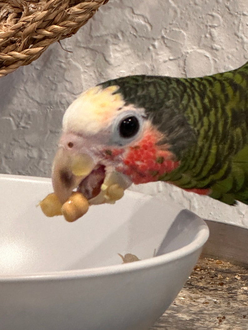 Runzas organic bird food for parrots and small birds